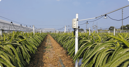Guangzhou Nansha Carlson Dragon Fruit Digital Farm